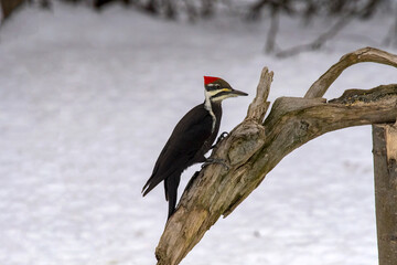 pileated woodpecker