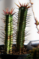 ユーフォルビア　紅彩閣