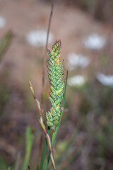 (Tribolium uniolae) Koring grass during spring, Cape Town, South Africa