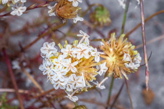 (Ursinia anthemoides) solar fire wild flower seeds during spring, Cape Town, South Africa