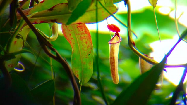 Slow motion. Front view of a reddish rim upper pitcher plant. Nepenthes or so called Kantong Semar. this species are well cultivated in lowlands with special care