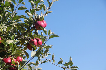 A ripe apple on the tree in autumn season