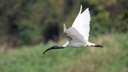 Portrait of a white lbis bird when it wants to land.