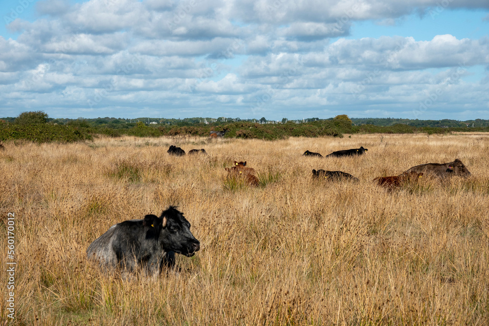 Canvas Prints portrait of a black and grey cow with horns resting in the grass with blue sky and clouds in the background