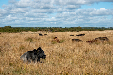 portrait of a black and grey cow with horns resting in the grass with blue sky and clouds in the background