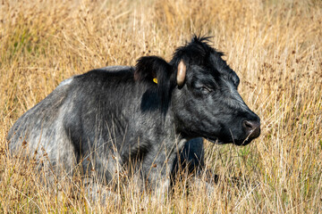 portrait of a black and grey cow with horns resting in the grass