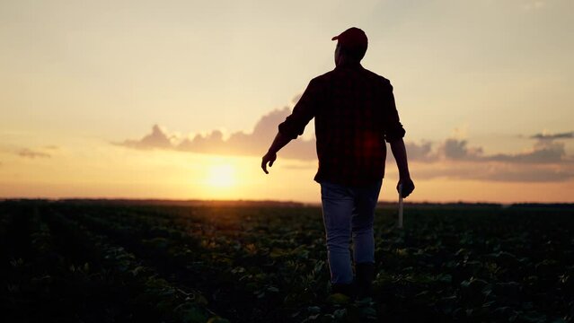 Agriculture. Farmer walks through green plantation. Green sprouts buds in field at sunset. Agronomist farmer works in green field. Organic products on farm. Agronomist works with fertilizer in field.