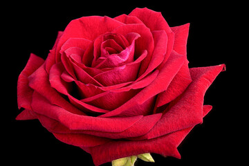 Close-up of a blooming red rose bud on a black background.
