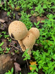 mushroom in the forest