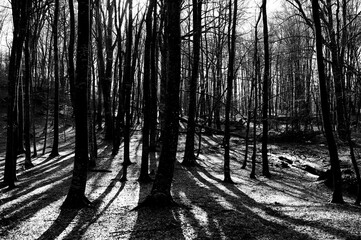 High density black and white forest with shadows and contrast