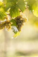 Yellow bunches of Rhenish Riesling grapes in the vineyard ripening before harvest