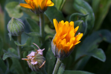 Calendula officinalis flower with tiny Thomisidae sp. spider on a petal