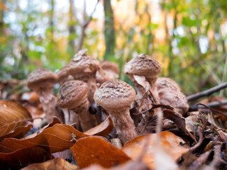 Young autumn mushrooms Armillaria mellea, commonly known as honey fungus, close-up