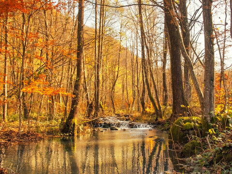 Picturesque autumn landscape with a forest stream.