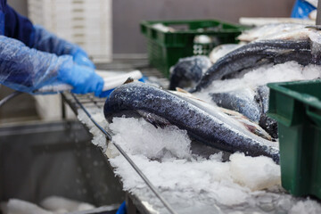 Closeup view of fresh salmon in ice.