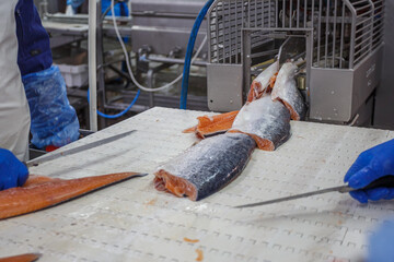 A fish factory worker processes a salmon fillet with a knife.