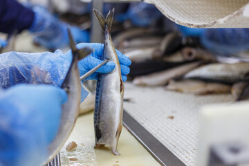 The process of preparing mackerel for smoking in the oven.