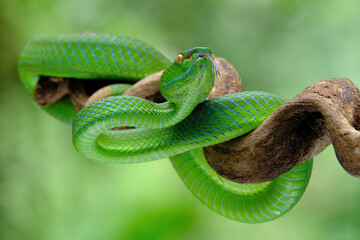green snake on branch