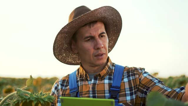 Farmer in hat and tablet stands in field with sunflowers. Agronomist works in field with the harvest. Agriculture concept. Farmer businessman checks agricultural products. Sunflower oil production.