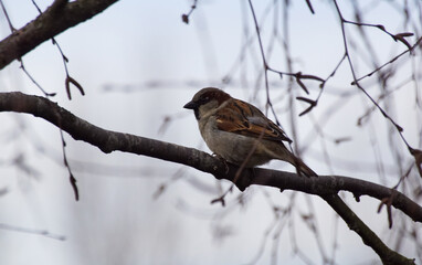 female house sparrow