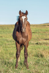 Brown horse in field