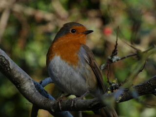 robin on a branch