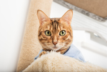 Fototapeta premium Bengal cat in clothes lies on a scratching post.