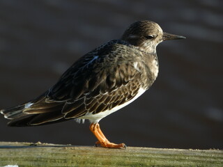 black headed gull