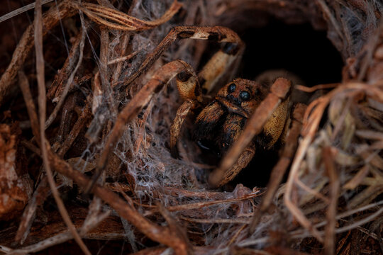 Spooky Lycosa tarantula in nest covered with cobweb