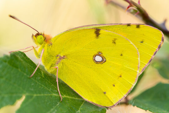 Yellow butterfly resting on green leaf
