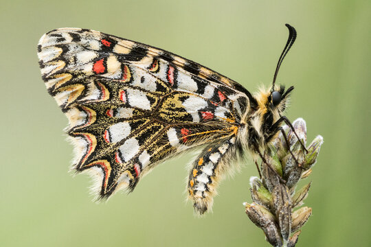 Beautiful butterfly sitting on flower