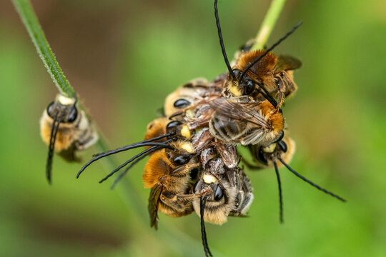 Bees collecting pollen from flower