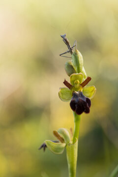 Ophrys Fusca with small praying mantis