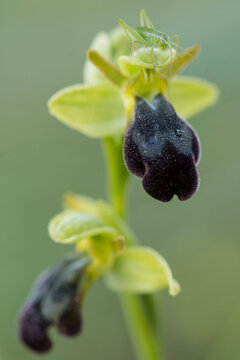 Ophrys Fusca with small long-legged grasshopper