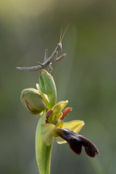 Ophrys Fusca with small praying mantis
