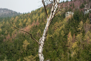A young birch and a view of mountain forms, limestone, beautiful rocks in the Stołowe Mountains, rock formations creating interesting shapes and anomalies. Mountain National Park in Poland