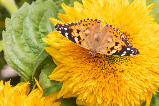Painted Lady Butterfly on Teddy Bear Sunflower