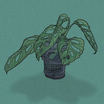 Monstera MonsteraCup