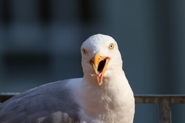 Seagull