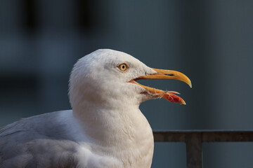 Seagull