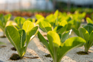 Green Lettuce leaves in vegetable field. Gardening background with green Salad plants in greenhouse. Hydroponic Healthy plantation food harvest in summer sun light good for wellness detox nutritious.
