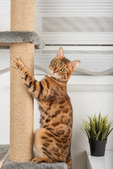 Cute pet, bengal cat, sharpens its claws on a cat tree