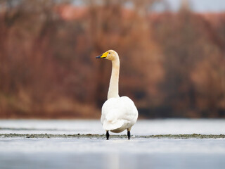 swan on the lake