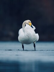 Swan on a lake
