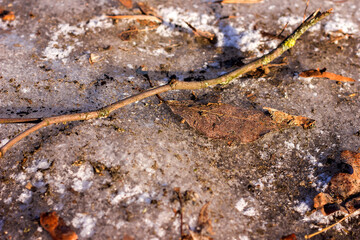Obraz na płótnie Canvas brown fallen leaf and branch lying on ice among foliage, twigs, maple seeds, sand taken from a bilze in winter or in autumn in frost taken from ground level
