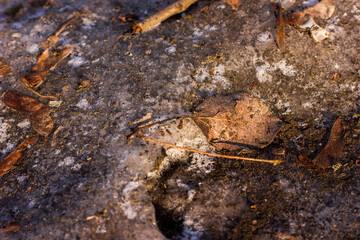 brown fallen leaf lying on ice among foliage, twigs, maple seeds, sand taken from bilzy in winter or autumn in frost