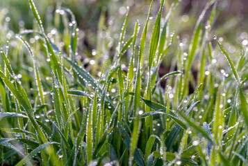 Close up macro photo of green leaves with rain drops or morning dew as a background with shallow depth of field. 
