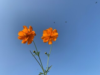 orange flower against blue sky