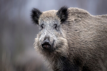 Wild boar close up ( Sus scrofa )