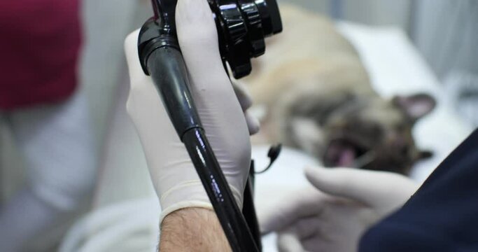 The hands of a veterinarian in gloves hold an endoscope. The doctor conducts an endoscopic examination of the pet in the operating room. The concept of endoscopy in veterinary medicine.